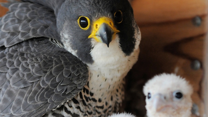 A mother falcon and her two eyas at the University de Montreal. (UdeM)