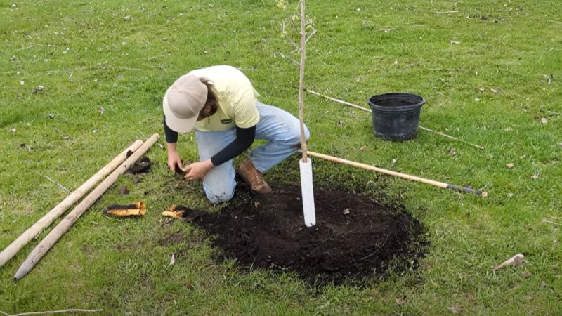 A worker planting a fruit tree at Water Tower Park in Selkirk in May of 2024 (Source: City of Selkirk) 