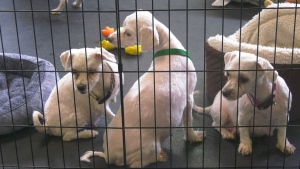Three dogs seized from a Fort Richmond home are pictured in a holding area at the Winnipeg Humane Society on May 16, 2024. (Jeff Keele/CTV News Winnipeg)