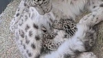 Toronto Zoo snow leopard