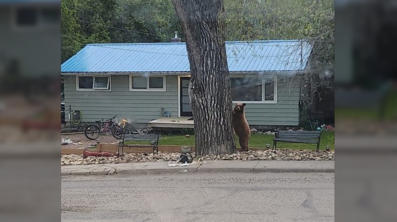 A bear who wandered into Lumsden looked like he was doing yoga against a tree, according to one viewer. (Photo courtesy: Curtis Koskie) 