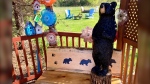 A wood-carved black bear joins the CTV Barrie garden set on Thurs., May 16, 2024. (CTV News/KC Colby)