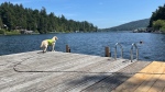 This photo shows a guide dog named Venta, whose owner says the animal saved her from drowning. 