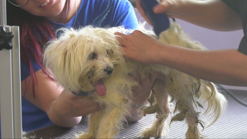 rescued dogs winnipeg