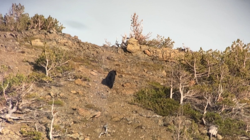 Image taken from black bear footage captured in K Country in late September 2023.