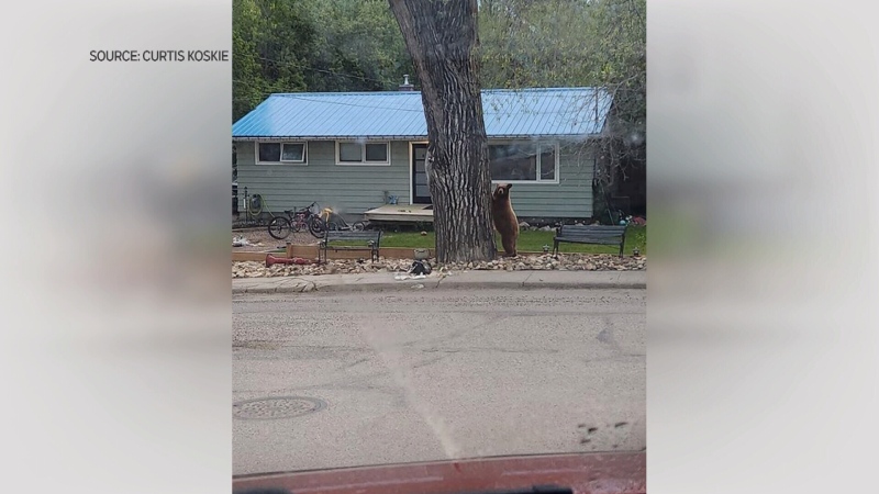 WATCH: A young bear was spotted in Lumsden this week, with photos and videos being shared online.