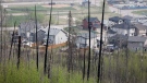 Burned trees from the 2016 wildfire stand sentinel over a neighbourhood in Fort McMurray, Alta., on Wednesday, May 15, 2024. THE CANADIAN PRESS/Jeff McIntosh
