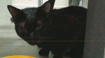 Police in western Quebec say a black cat with a white spot was found in a dumpster on Old Chelsea Road in Chelsea, Que on May 2. (MRC des Collines de l'Outaouais police/release)