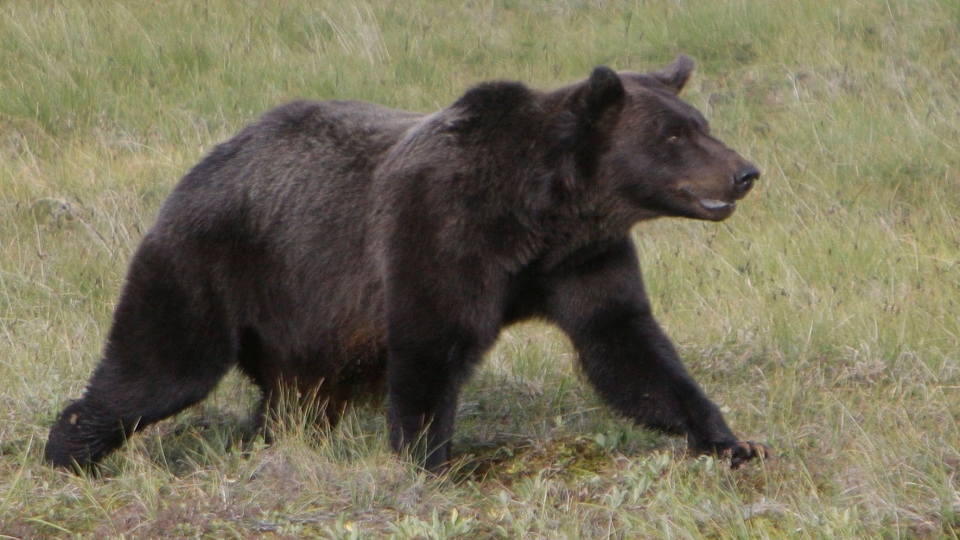 B.C. man 'attacked suddenly' by adult grizzly near Alberta boundary: RCMP image