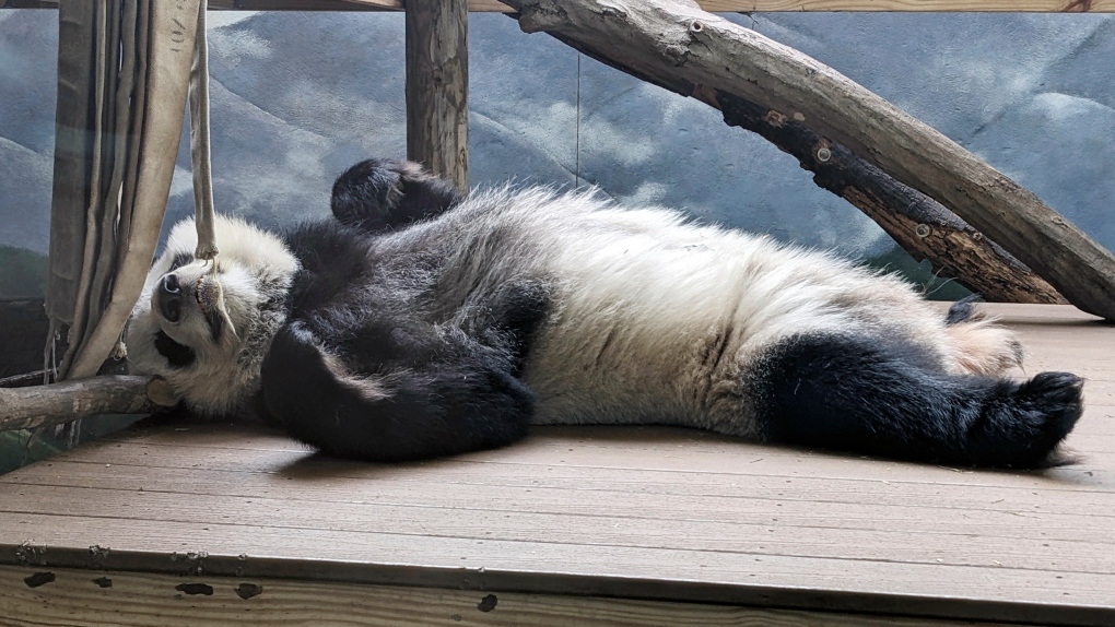 Panda to leave Zoo Atlanta