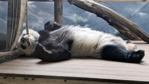 One of four pandas at Zoo Atlanta rests in its habitat on Dec. 30, 2023 in Atlanta. (Kate Brumback / AP Photo) 