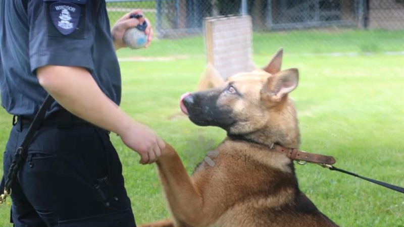 Windsor police canine officer training in Windsor, Ont. (Source: Windsor police)