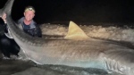 Deadliest catch: Fishers reel in 3.5-metre tiger shark
