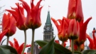 The Peace tower is seen amongst flowers blooming in Confederation park near Parliament Hill, in Ottawa, Wednesday, May 1, 2024. THE CANADIAN PRESS/Adrian Wyld