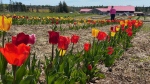 A row of flowers at the Tulip Festival in Aulac, N.B. (Source: Alana Pickrell/CTV News Atlantic)