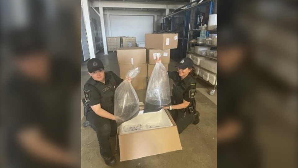 $500K-worth of elvers seized at Toronto airport