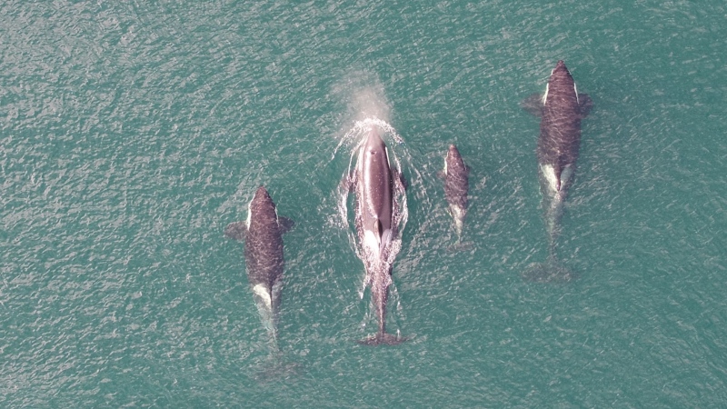 Drone videos show killer whales surfacing to breathe off the B.C. coast. (Credit: Hakai and UBC, drone pilot Keith Holmes) 