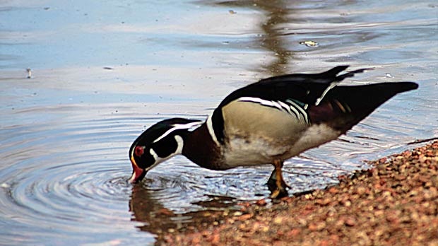 A wood duck taking a drink in Kildonan park. Photo by Cheryle Dunning.