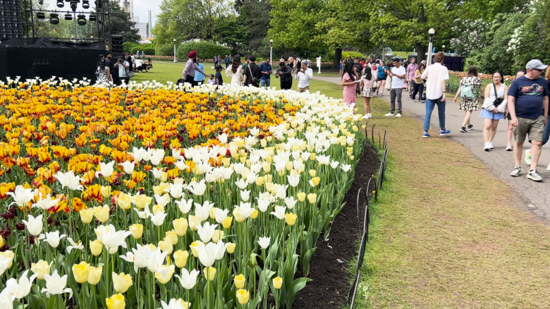 The Canadian Tulip Festival continued to draw thousands for the May long weekend. May 18, 2024 (Sam Houpt/CTV News)