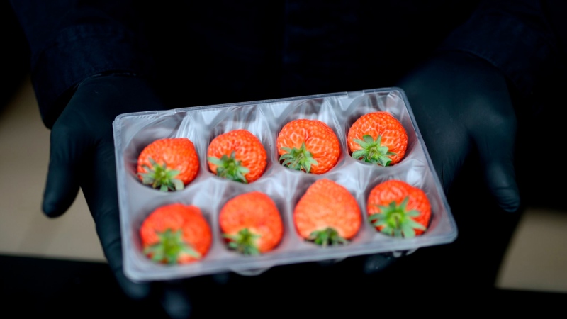 Oishii strawberries are displayed in 2022 in Beverly Hills, Calif. (Jerod Harris/Getty Images for Vox Media via CNN Newsource)