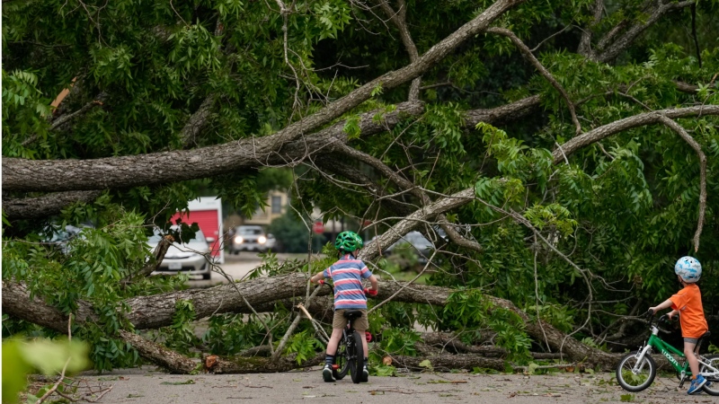 Neighborhood children check out an uprooted tree that's blocking East 15th Street near Arlington Street Friday, May 17, 2024 at The Heights in Houston. (Yi-Chin Lee/Houston Chronicle via AP)
