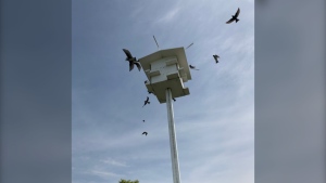 A flock of purple martins flying around a bird house in Brandon. Uploaded May 19, 2024. (Dave Barnes)