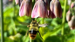 This photo shows one of the bees seen at a UBC event on May 19, 2024. 