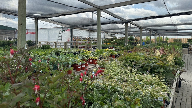 The Plant Ranch is just one local greenhouse gardeners can utilize as the 2024 growing season gets underway. (Angela Stewart/CTV News)