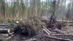 This image of where BC Wildfire Service crews are working near Fort Nelson, B.C., shows felled danger trees. (Credit: YouTube/BCWildfireService) 