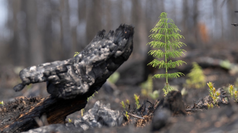 Archives: Small shoots are seen among burned trees near de Lebel-sur-Quevillon, Wednesday, July 5 2023.  (LA PRESSE CANADIENNE/Adrian Wyld)