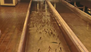 We take you inside the Saskatchewan Fish Hatchery to learn about trout and walleye stocking.