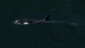 A two-year-old female orca calf is shown at the Little Espinosa Inlet near Zeballos, B.C., on Friday, April 19, 2024. THE CANADIAN PRESS/Chad Hipolito