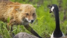 A fox faces off with a Canada Goose at the Montreal Botanical Garden on Wednesday, May 15, 2024. (Source: Ilana Block)