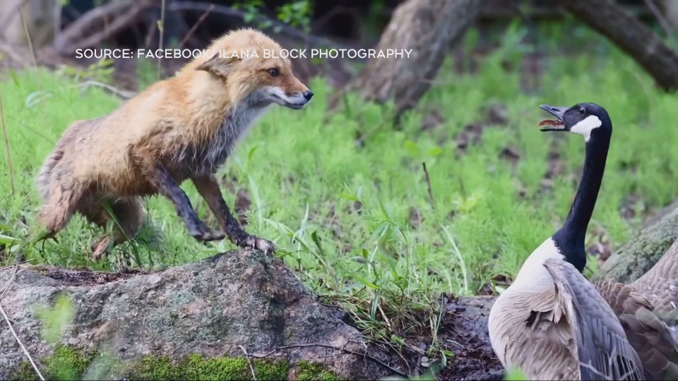 fox vs. goose
