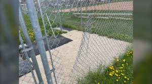 The cut fence at the Norberry-Glenlee Community Centre batting cage where a number of items were stolen on May 17, 2024. (Jamie Dowsett/CTV News Winnipeg)