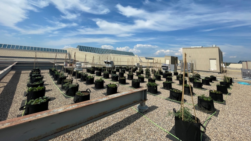 Southcentre Mall's 2023 rooftop garden is shown in a handout photo. (Southcentre/Wild PR) 