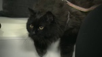 Take Me Home Tuesday: Older female cat at Sudbury 
