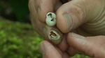 CTV’s Reta Ismail with the discovery of an endangered snail species in the upper Thames River watershed. 