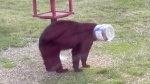 A viewer submitted photo of a bear with a plastic container stuck on its head in the Greater Sudbury, Ont., community of Hanmer in May 2024. (Supplied/Kimberly Fex)