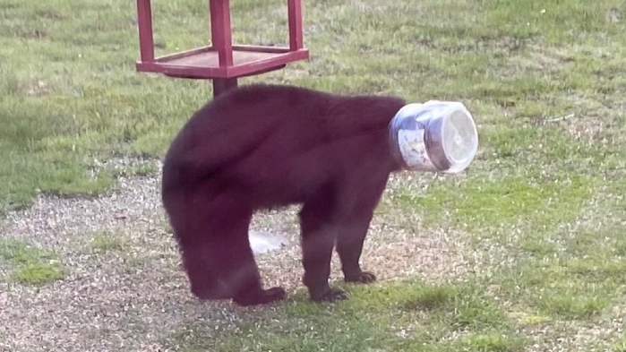 A viewer submitted photo of a bear with a plastic container stuck on its head in the Greater Sudbury, Ont., community of Hanmer in May 2024. (Supplied/Kimberly Fex)