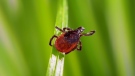 Some 84 species of ticks have been documented in the United States, with blacklegged ticks, also known as deer ticks, among the most common. (CNN Newsource)