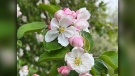 Apple tree blossoms, north of Douglas, Mb. Photo by Brad Moorehead.