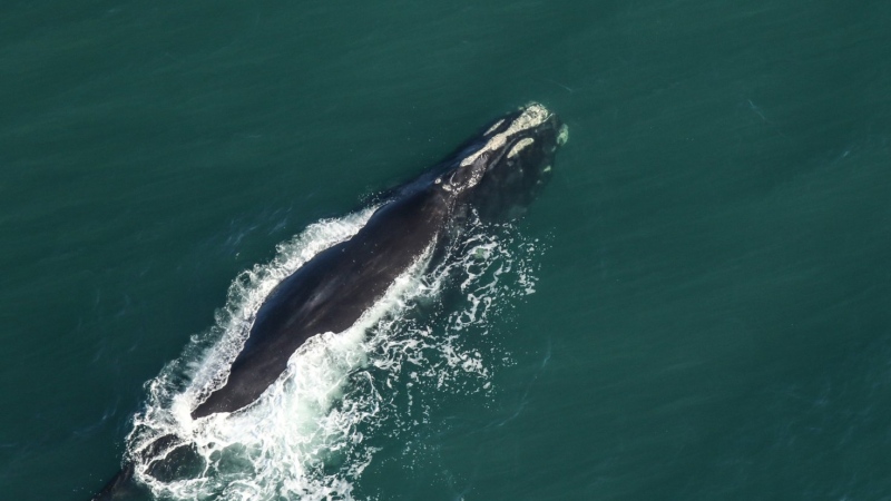A North Atlantic right whale is pictured. (Source: X/@oceana)