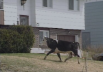 A cow on the loose in Bedford, NS in 1994