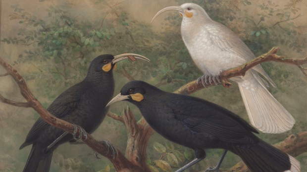 Seen here are three huia birds painted by Dutch artist Johannes Keulemans, circa 1900. A feather from a huia bird has set a record after selling for $46,521 NZD (about US$28,400). (Museum of New Zealand via CNN Newsource)