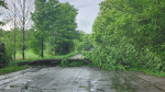 A severe storm uproots a tree that blocks Russell Road in Midhurst, Ont., on Wed., May 22, 2024.  (Courtesy: Amber Buott-Smith)