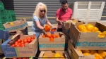 June Muir of the UHC Hub of Opportunities examines produce at the organization’s food bank on Cantelon Dr. on May 22, 2024. (Rich Garton/CTV News Windsor) 