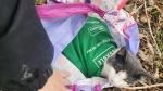 Matt the cat was found in a bag on the side of a road in Paris on April 21, 2024. (Source: Hillside Kennels Animal Control)