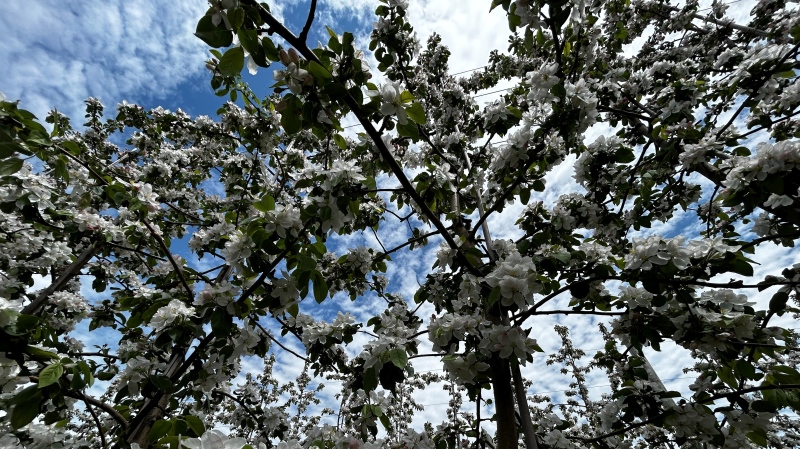 Apple blossoms are pictured. (Source: Jonathan MacInnis/CTV News Atlantic)
