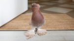 A fancy pigeon is shown in his home in Aldergrove, B.C. (Photo submitted by Chrissy Chin) 
